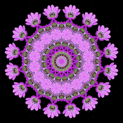 Evolved kaleidoscope created with a wild flower