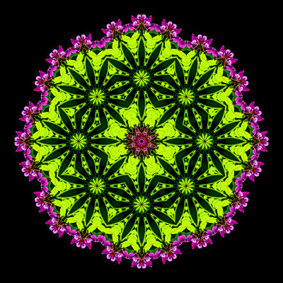 Evolved kaleidoscope created with a wild flower flower
