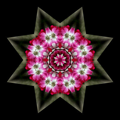 Kaleidoscope created with a flower seen next to the railway track in Zrich