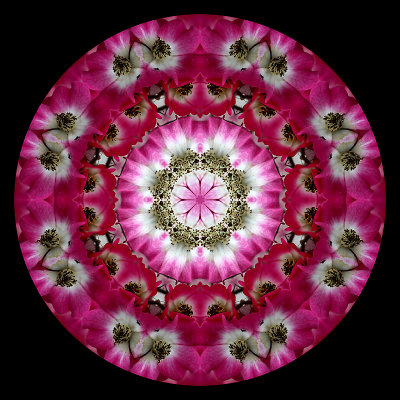 Kaleidoscope created with a flower seen next to the railway track in Zrich