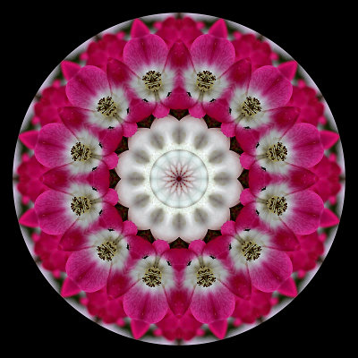 Kaleidoscope created with a flower seen next to the railway track in Zrich