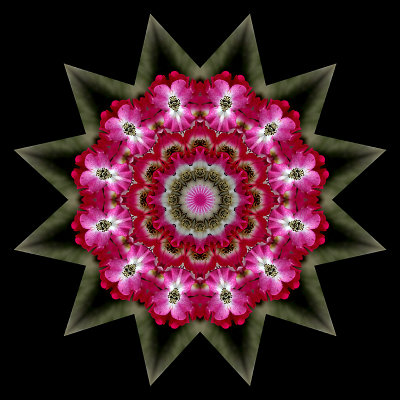 Kaleidoscope created with a flower seen next to the railway track in Zrich