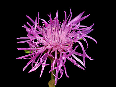 A wild flower seen in July in the grass next to a trail close to the forest