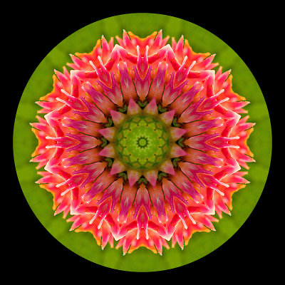Kaleidoscope created with a wild flower seen in September