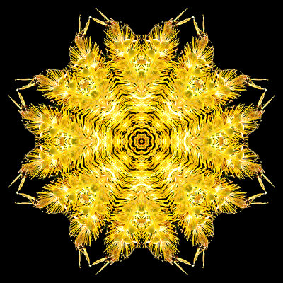 Kaleidoscope created with a grass flower in September