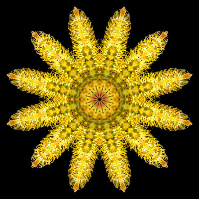 Kaleidoscope created with a grass flower in September