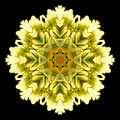 Kaleidoscope created with a clover flower in September