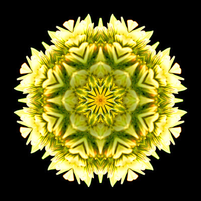 Kaleidoscope created with a clover flower in September