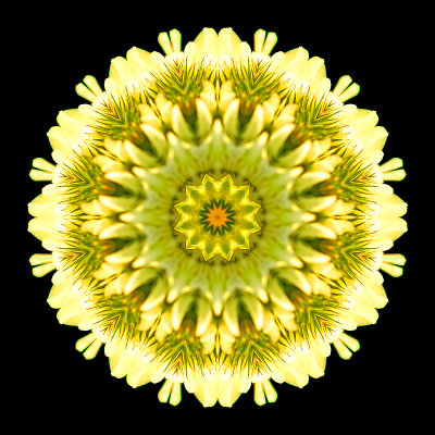 Kaleidoscope created with a clover flower in September
