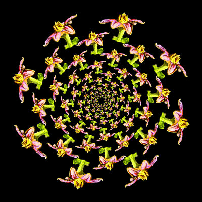 Spiral kaleidoscope created with a wild flower seen in October