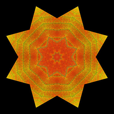 Kaleidoscope created with an autumn leaf in October