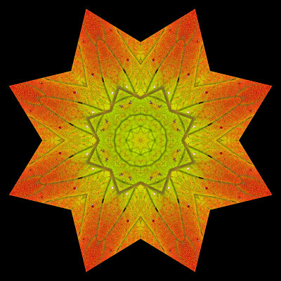 Kaleidoscope created with an autumn leaf in October