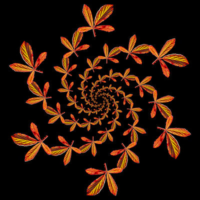 Logarithmic spiral kaleidoscope created with a leaf seen in October