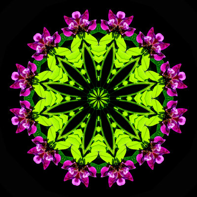 Kaleidoscope created with a small wild flower
