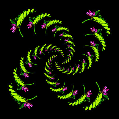 Spiral pattern created with a small wild flower