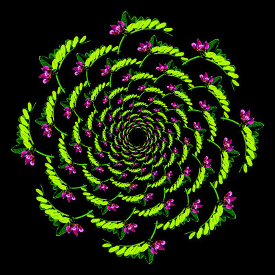 Spiral pattern created with a small wild flower