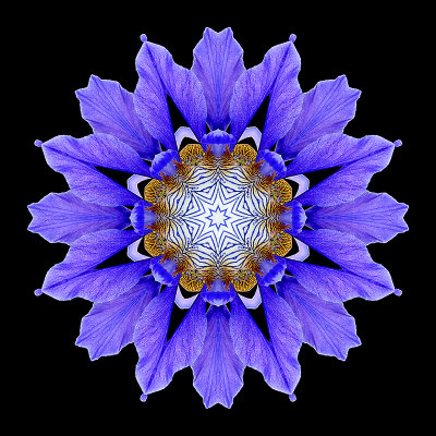 Kaleidoscope created with a wild Iris Sibirica