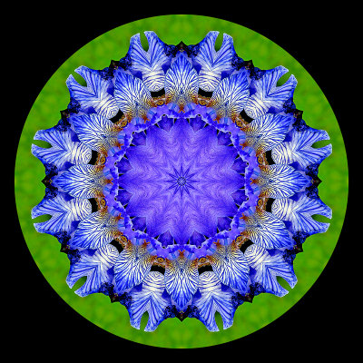 Kaleidoscope created with a wild Iris Sibirica