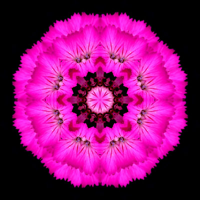 Kaleidoscope created with a wild flower