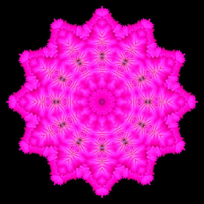 Evolved kaleidoscope created with a wild flower