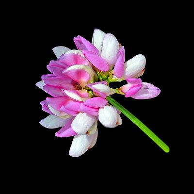 A small wild flower seen on a farm field in June. I used this picture to create kaleidoscopic arrangements