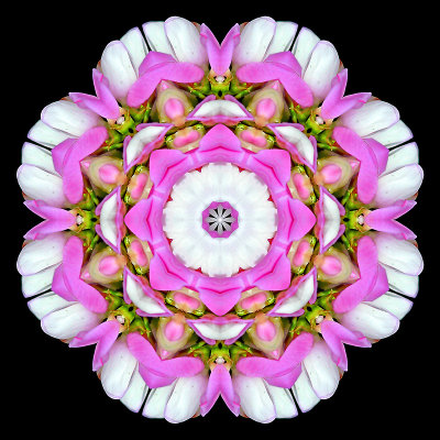 Kaleidoscopic creation done with a small wild flower seen in June