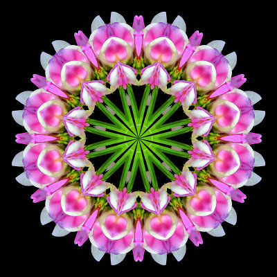 Kaleidoscopic creation done with a small wild flower seen in June