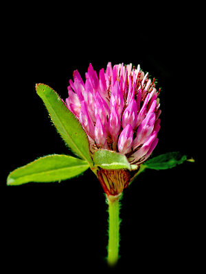 Wild clover flower seen in a farm field. I used this picture to create spiral arrangements