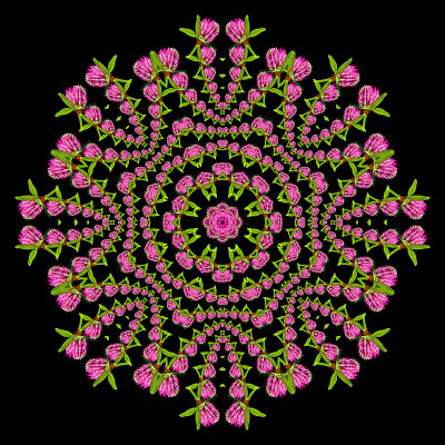 Evolved kaleidoscope created with a spiral arrangement of a wild flower