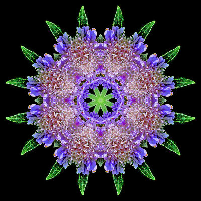 Kaleidoscope created with a wild flower