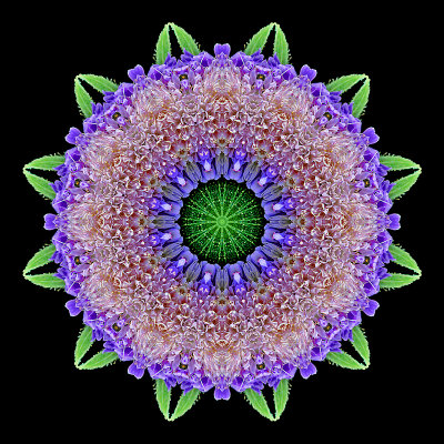 Kaleidoscope created with a wild flower