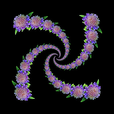 Spiral arrangement with four arms having 17 repetitions created with a wild flower