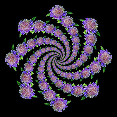 Spiral arrangement with eight arms having 17 repetitions created with a wild flower
