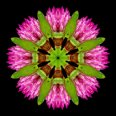 Kaleidoscope created with a wild flower