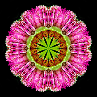 Kaleidoscope created with a wild flower