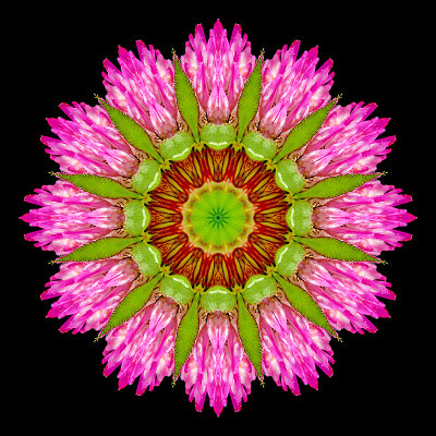 Kaleidoscope created with a wild flower