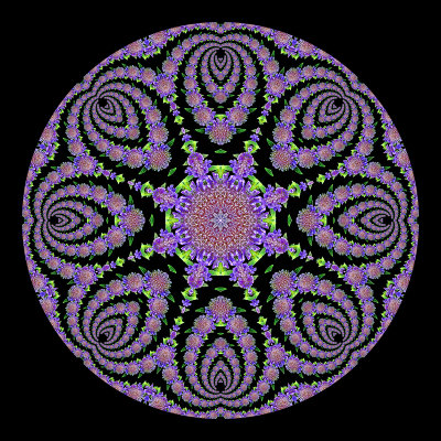 Evolved kaleidoscopic picture created with a wild flower