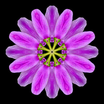 Kaleidoscopic picture created with a wild flower seen in the forest