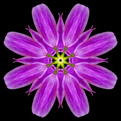 Kaleidoscopic picture created with a wild flower seen in the forest