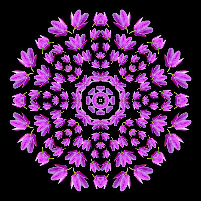 Evolved kaleidoscopic picture created with a spiral arrangement of a wild flower