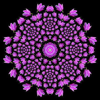 Evolved kaleidoscopic picture created with a spiral arrangement of a wild flower