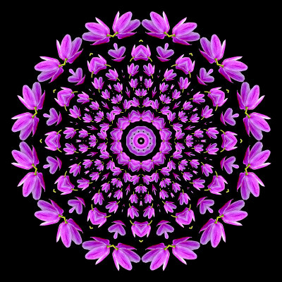 Evolved kaleidoscopic picture created with a spiral arrangement of a wild flower