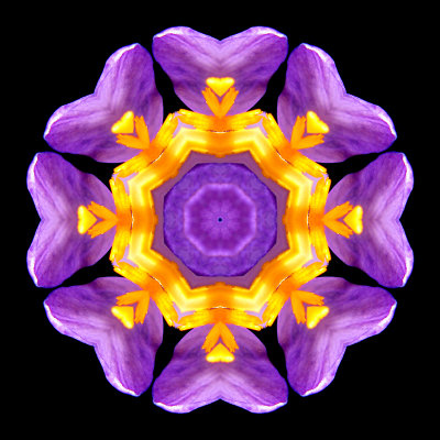 Kaleidoscopic picture created with an alpine wild flower