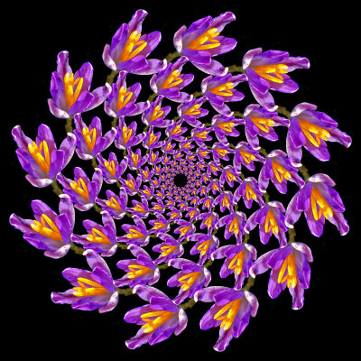 Spiral arrangement done with an alpine wild flower