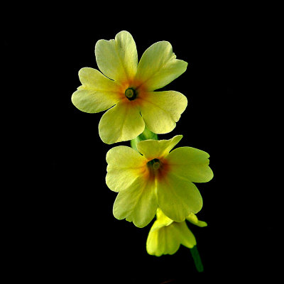 A wild flower, Primula Vera, seen in the forest. I used this to create several kaleidoscopic pictures and spiral arrangements