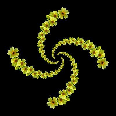 Spiral arrangement created with a wild Primula Vera seen in the forest