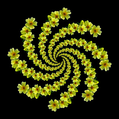 Spiral arrangement created with a wild Primula Vera seen in the forest