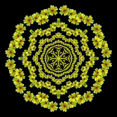 Evolved kaleidoscope with a wild flower of the forest. Primula Vera.