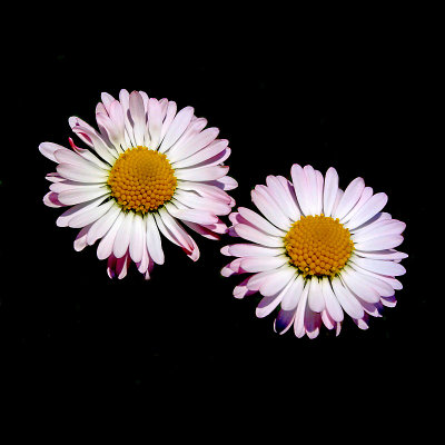 A pair of small wild flowers I used to create kaleidoscopic pictures