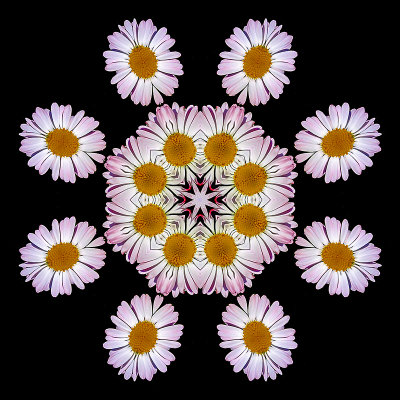 Kaleidoscopic picture created with two small wild flowers